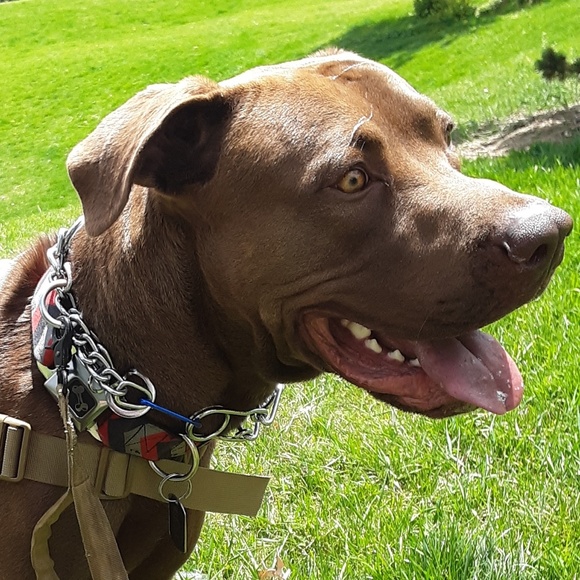 Meet your Posher, Bri - Picture 1 of 1